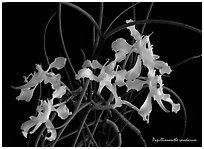 Papillionanthe vandarum. A species orchid (black and white)