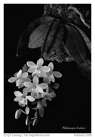 Phalaenopsis lindenii. A species orchid (black and white)