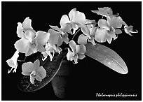Phalaenopsis philippinensis. A species orchid ( black and white)