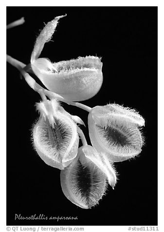 Pleurothallis amparoana. A species orchid (black and white)
