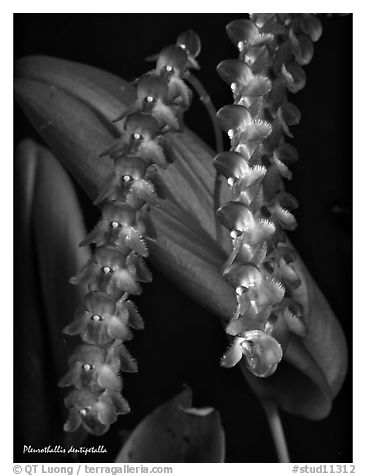 Pleurothallis dentipetalla. A species orchid