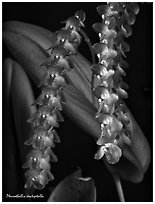 Pleurothallis dentipetalla. A species orchid ( black and white)