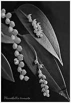 Pleurothallis truncata. A species orchid ( black and white)