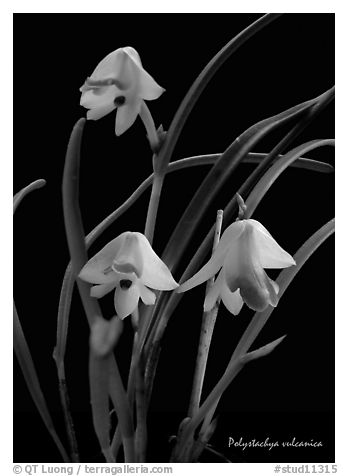 Polystachya vulcanica. A species orchid (black and white)