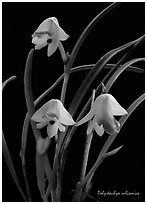 Polystachya vulcanica. A species orchid ( black and white)