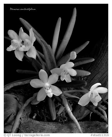 Pteroceras semiteretifolium. A species orchid (black and white)