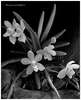 Pteroceras semiteretifolium. A species orchid (black and white)