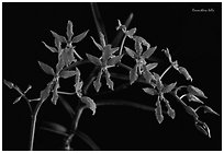 Renanthera bella. A species orchid (black and white)