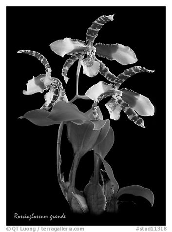 Rossioglossum grande. A species orchid (black and white)