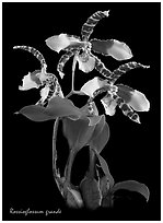 Rossioglossum grande. A species orchid ( black and white)