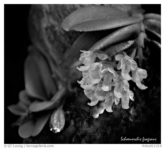 Schoenorchis fragrans. A species orchid