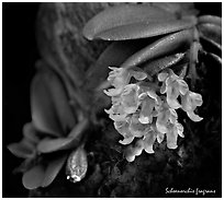 Schoenorchis fragrans. A species orchid ( black and white)