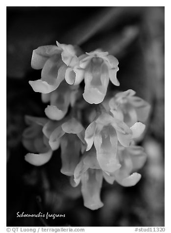 Schoenorchis fragrans. A species orchid (black and white)