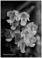 Schoenorchis fragrans. A species orchid ( black and white)