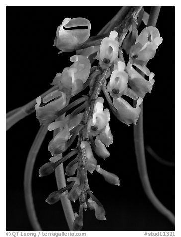 Schoenorchis juncifolia. A species orchid (black and white)