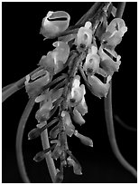 Schoenorchis juncifolia. A species orchid ( black and white)