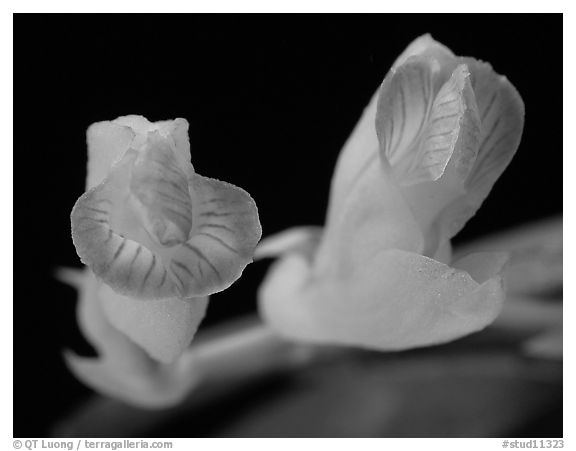 Scleochilus latipetalus. A species orchid (black and white)