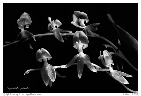 Sigmatostylis guatemala. A species orchid (black and white)