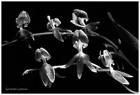 Sigmatostylis guatemala. A species orchid (black and white)