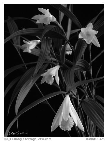 Sobralia allenii. A species orchid