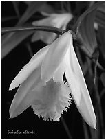 Sobralia allenii. A species orchid ( black and white)