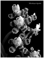 Solinidiopsis tigriodes. A species orchid (black and white)