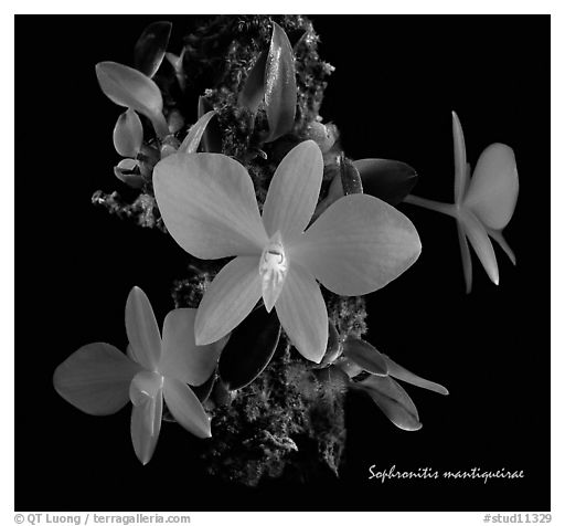 Sophronitis mantiquerae. A species orchid (black and white)