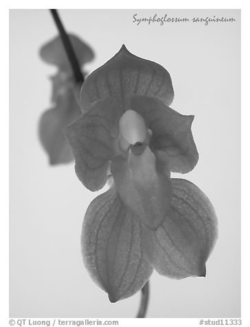 Symphoglossum sanguineum. A species orchid (black and white)