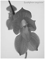 Symphoglossum sanguineum. A species orchid ( black and white)