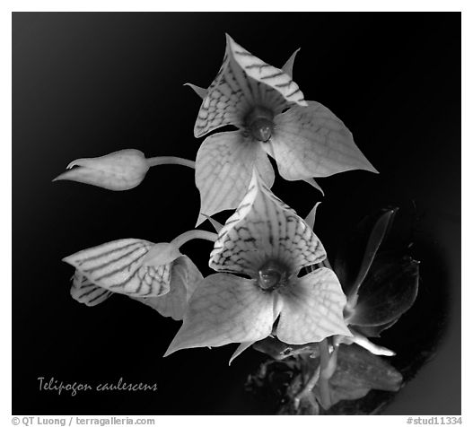 Telipogon caulescens. A species orchid (black and white)