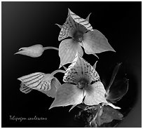 Telipogon caulescens. A species orchid ( black and white)