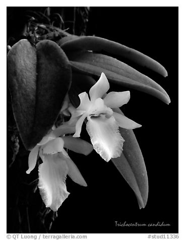 Trichocentrum candidum. A species orchid (black and white)