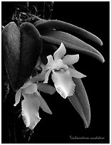 Trichocentrum candidum. A species orchid ( black and white)