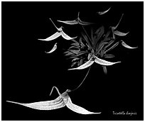 Trisetella hoejerii. A species orchid ( black and white)