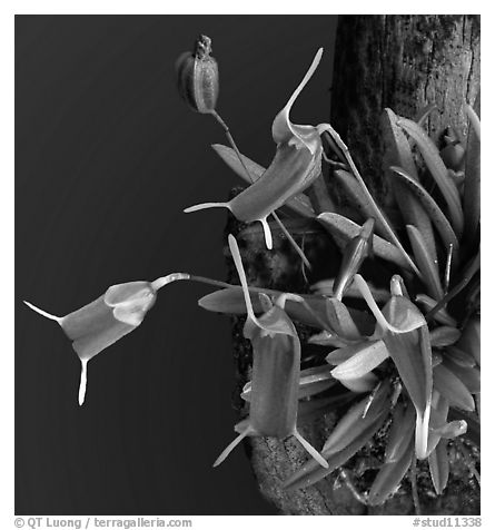 Trisetella triglochin. A species orchid (black and white)