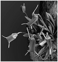 Trisetella triglochin. A species orchid (black and white)