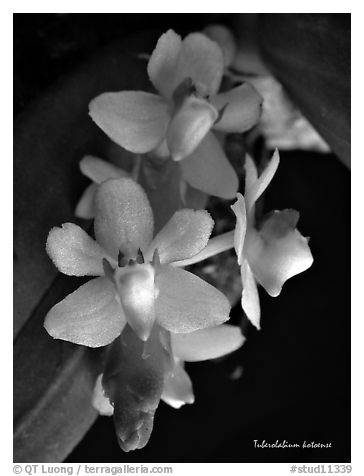 Tuberolabium kotoense. A species orchid (black and white)