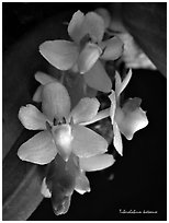 Tuberolabium kotoense. A species orchid (black and white)