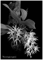 Warmingia eugeneii. A species orchid ( black and white)