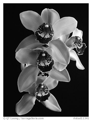 Cymbidium Atlantic Crossing 'Featherhill'. A hybrid orchid (black and white)