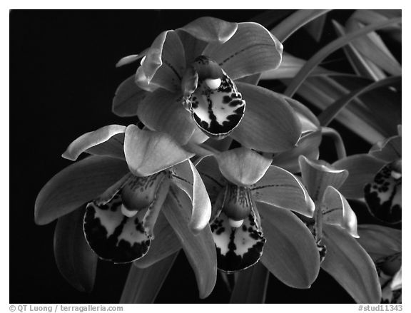 Cymbidium Cherry Cola. A hybrid orchid (black and white)