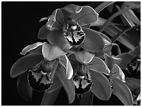 Cymbidium Cherry Cola. A hybrid orchid ( black and white)