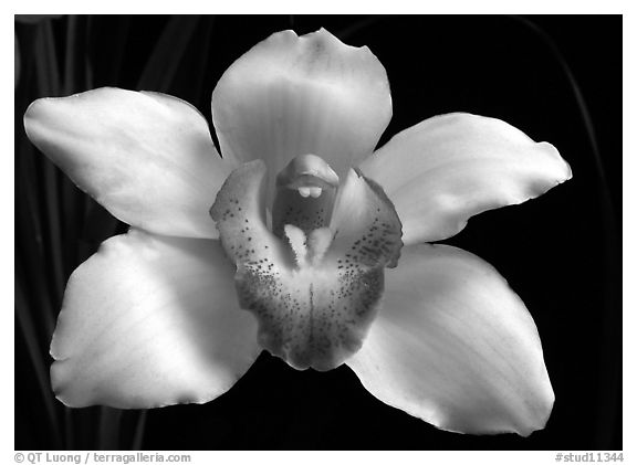 Cymbidium Cleo Sherman 'Danielle'. A hybrid orchid (black and white)