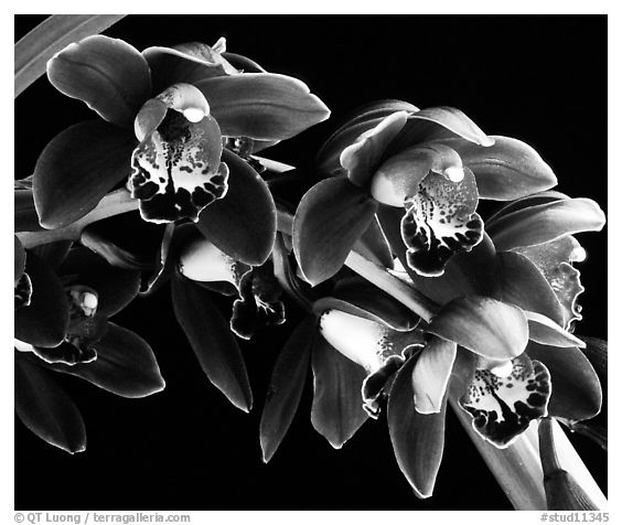 Cymbidium Crackerjack 'Midnight Magic'. A hybrid orchid (black and white)