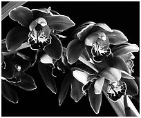 Cymbidium Crackerjack 'Midnight Magic'. A hybrid orchid (black and white)