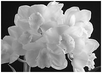 Cymbidium Culpaulin 'Ice Green'. A hybrid orchid ( black and white)