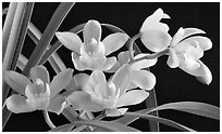 Cymbidium Del's Delight 'Andrea'. A hybrid orchid (black and white)