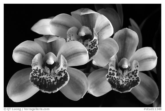 Cymbidium Emma's Love 'Cherry Chip'. A hybrid orchid (black and white)