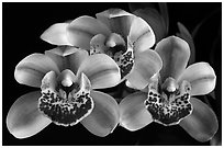 Cymbidium Emma's Love 'Cherry Chip'. A hybrid orchid ( black and white)