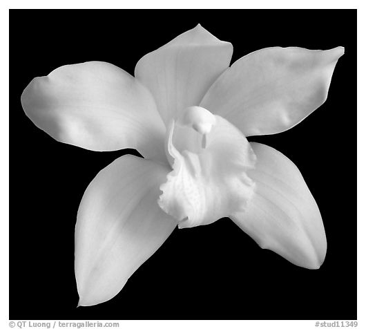 Cymbidium Enzan Delight 'Flourish' Flower. A hybrid orchid (black and white)